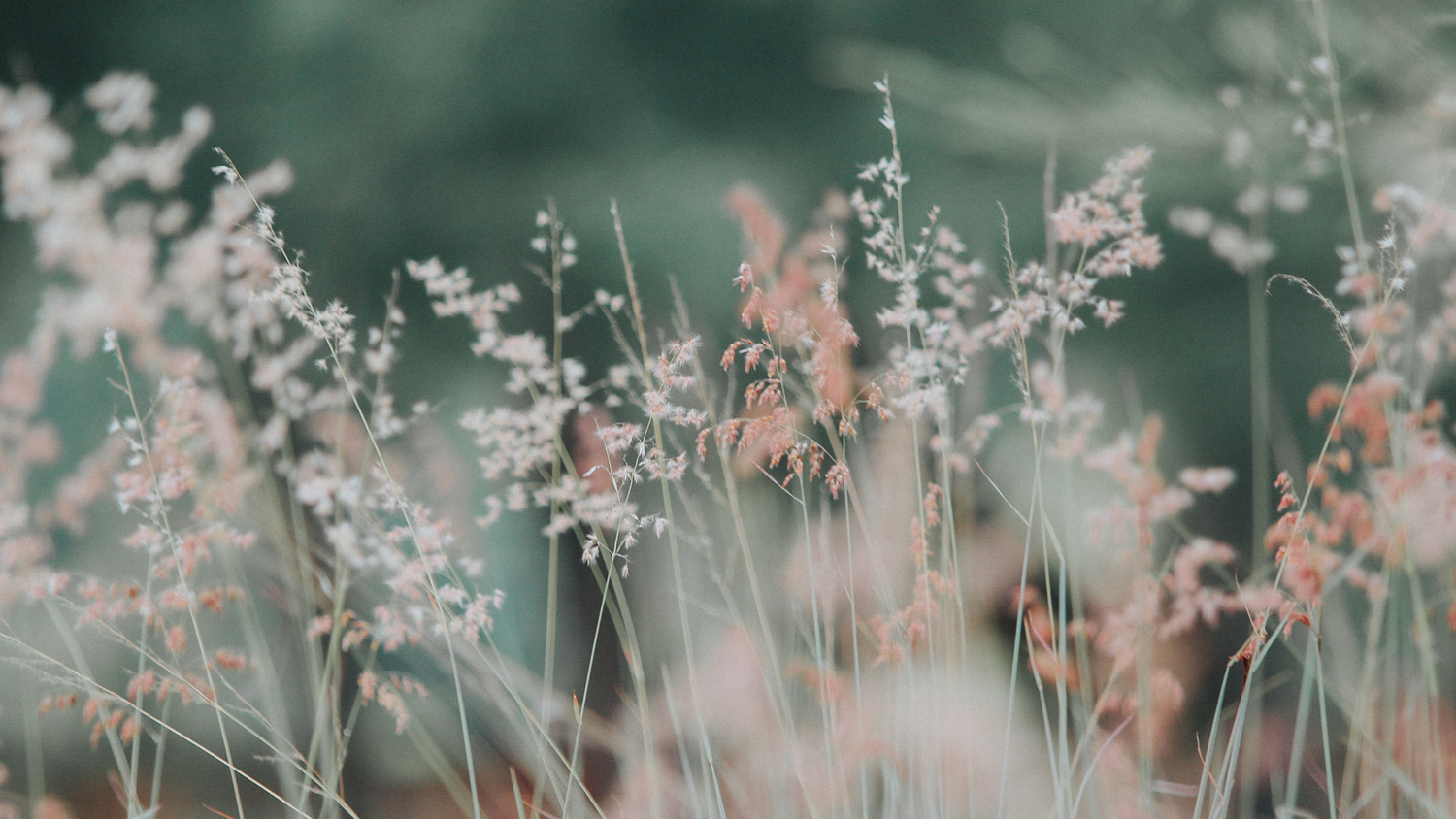 Soft pink grasses