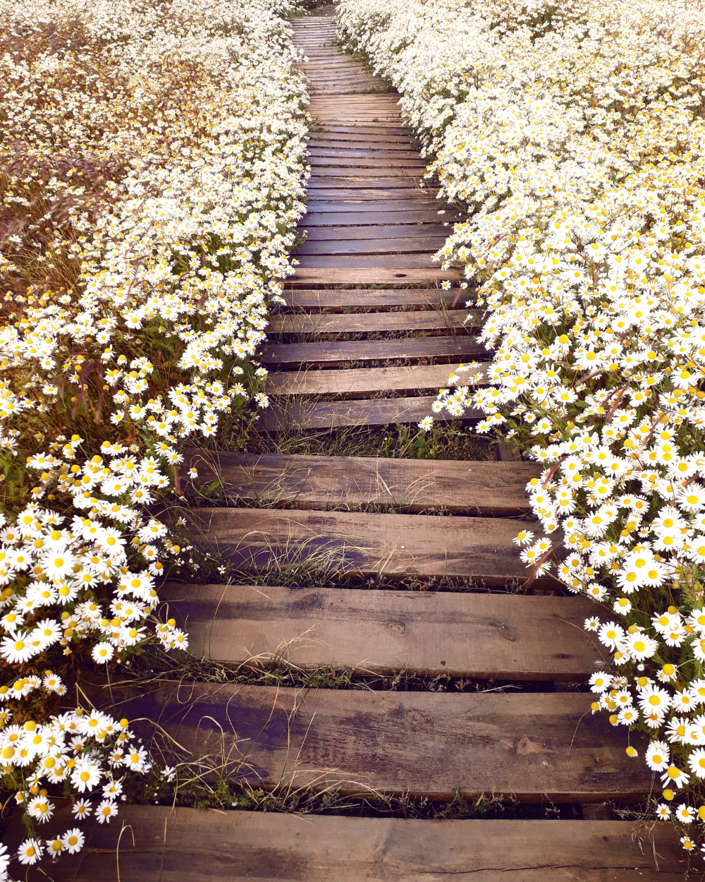 A wooden path through a field of daisies